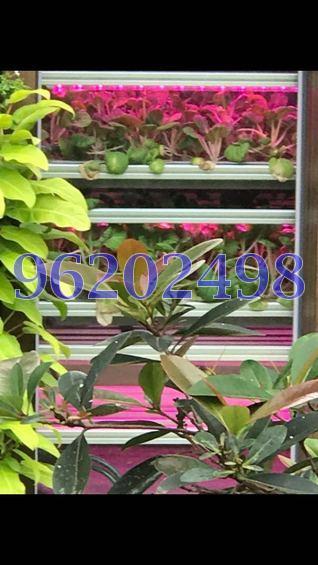 Coco Palms (D18), Condominium #167494682